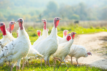 A group of white turkeys was walking around the farm.