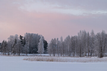 Winter morning landscape with frosted trees and soft pastel skies over a frozen lake at dawn