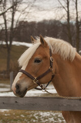Obraz premium vertical portrait or headshot of a purebred haflinger horse with a long skinny white blaze as facial marking and a thick flax forelock and mane wearing a leather halter with chain standing at fence