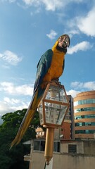 Aves guacamayas en la ciudad
