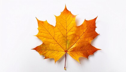 Autumn leaf, isolated on white background