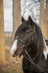 Obraz premium portrait or headshot of purebred black and white Gypsy Vanner horse with long black mane and forelock side view of head wearing leather english bridle and snaffle bit vertical format with type space