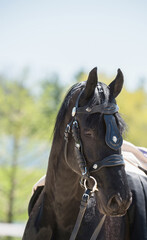 Obraz premium headshot or portrait of friesian horse in driving harness pulling a carriage ears forward vertical equine portrait of purebred friesian with room for type and masthead shot head on with ears forward