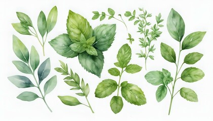 Collection of watercolor green leaves and herbs, botanical illustration on a white background
