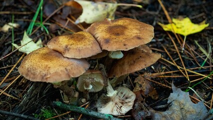 Wild mushrooms grew in the forest