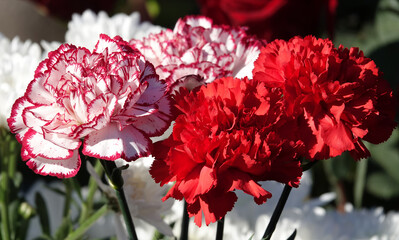 Flowers Carnation garden bouquet