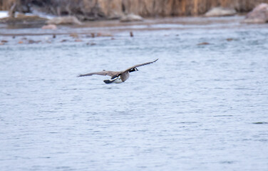 canada goose in flight