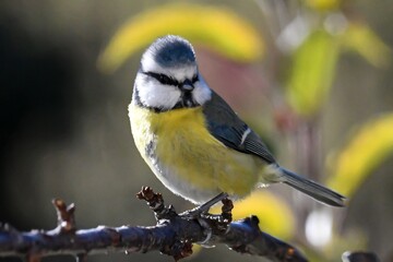 Obraz premium Una cinciarella (Cyanistes caeruleus) appollaiata su un ramo di un cespuglio si guarda intorno con curiosità. 