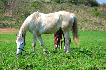 Obraz premium Portraits.