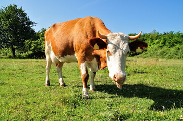 Grazing cow.