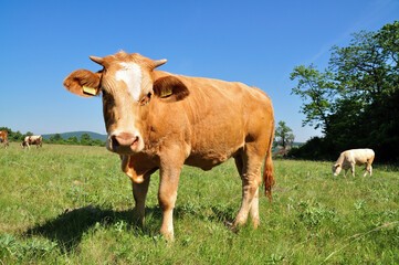 Fototapeta premium Grazing cow.