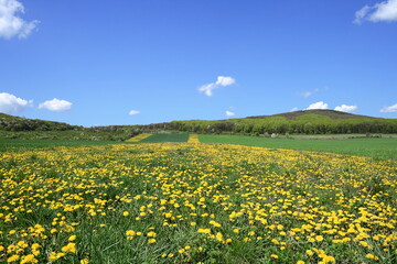 Flowery field.