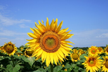Sunflower.