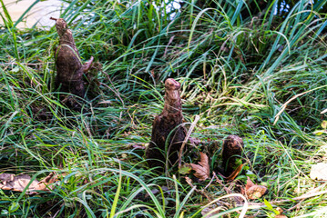 Details of the roots of the swamp cypress, named pneumatophores, used to breath and get oxygen when the plant is too close to water
