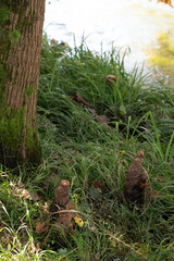 Close up of the pneumatophores, roots of swamp cypress, picture taken close to the flowiong waters of the river Stella in Friuli region