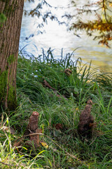 Close up of the pneumatophores, roots of swamp cypress, picture taken close to the flowiong waters of the river Stella in Friuli region