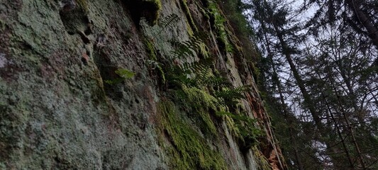 Licu-Langu cliffs, Latvian city of Liepa, late autumn