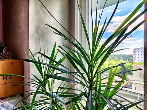 A vibrant dracaena plant is flourishing in a well-lit room, offering a beautiful view of the city outside