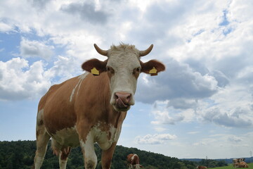  Close-up from a cow.