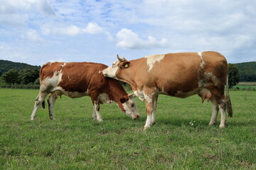 Obraz premium Close-up from a cow.