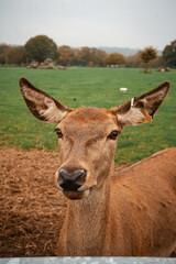 close up of the deer