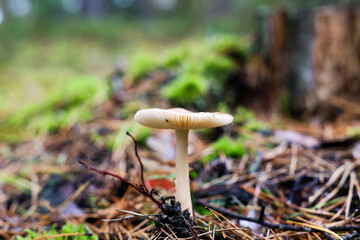mushrooms in the forest