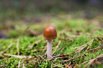 mushroom in the grass