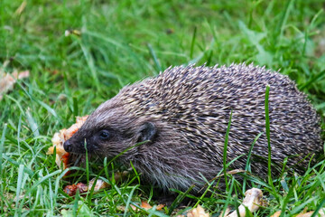 hedgehog in the grass