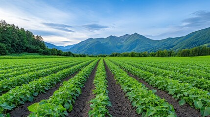 Agricultural farmland viewed at sunrise showcasing its beauty and symmetry