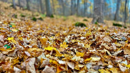 fallen autumn leaves cover the forest floor