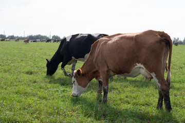 Cows graze in the pasture. Agriculture. Cattle breeding.