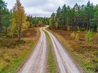 Obraz premium Dying spruce trees in the Harz mountains, Lower Saxony. Drought and bark beetle infestation, global warming, and climate change.