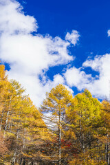 美ヶ原高原　青空とカラマツの紅葉