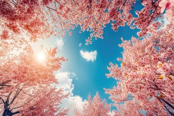 Blooming cherry blossoms creating a pink canopy against the blue sky