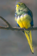 Perching Blue-winged Parrot (Neophema chrysostoma)