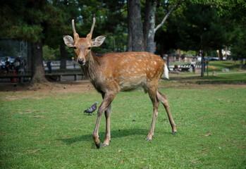 Deer at the park