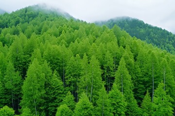 Fototapeta premium A changing forest ecosystem managing and cultivating a sustainable climate, from treetops to the ground