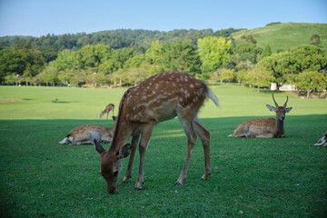 Deer at the park