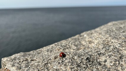 ladybug on a rock at the sea