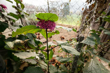 leaves and berries