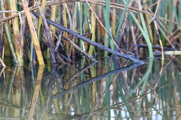 Almost perfect reflection in the water of grass on the beach, creating a triangle figure.