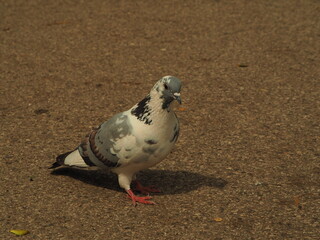 Feral pigeon (Columba livia domestica). Colorful single domestic pigeon on the ground