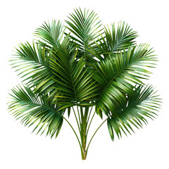 Fototapeta premium Lush green palm fronds cluster, vibrant foliage, tropical vibe, natural ambiance, energizing and refreshing atmosphere Isolated on white background or PNG