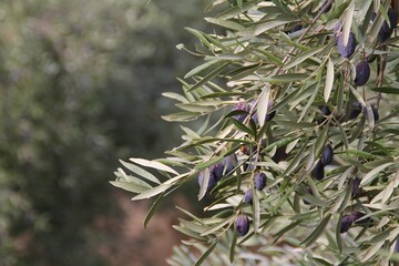olive tree, olives on the tree, green leaves on the tree, dried purple olives, purple olives, ripe olives