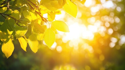 Obraz premium Transparent yellow sunlight with unique lens flare effects Front facing solar flare lenses create captivating lighting