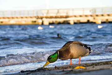 Kaczka spacerująca po plaży © Piotr