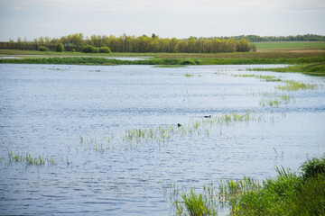 Summer landscape on the river bank