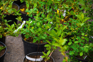 Rows of young maple trees in plastic pots on plant nursery