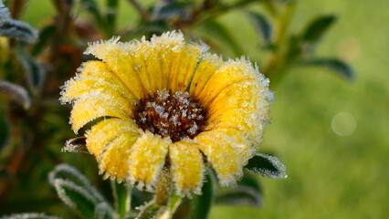 Raureif auf Blüte der Dukatenblume (Asterriscus) 