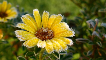 Frostfest, Dukatenblume